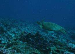 Barcoding endangered sea turtles