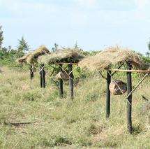 Beehive fence deters elephant raiders
