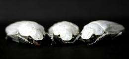 Beetle shell inspires brilliant white paper