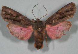 Biologist discovers pink-winged moth in Chiracahua Mountains
