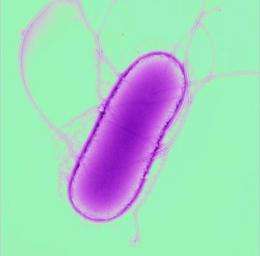 Biology of emergent Salmonella exposed