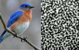 Bird Feathers Produce Color Through Structure Similar to Beer Foam