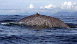 Blue whales re-establishing former migration patterns: research