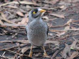 Brains versus brawn: Study finds there's more to the Noisy Miner than just being a backyard bully