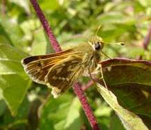 British butterfly reveals role of habitat for species responding to climate change
