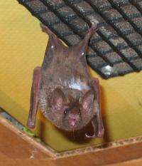 Brown-led team offers first look at how bats land