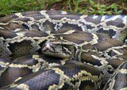 Burmese pythons slithering their way north? (AP)