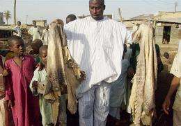 Business is booming at Ismail Dauda's crocodile tannery in northern Nigeria