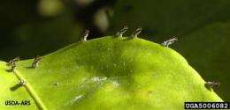 Calif. citrus farmers fear tree-killing disease (AP)