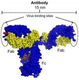 Caltech scientists show why anti-HIV antibodies are ineffective at blocking infection