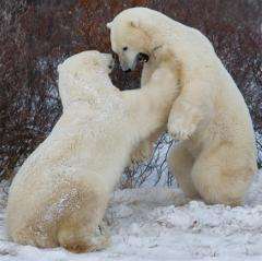 Canada has some 15,500 polar bears, divided into thirteen distinct populations