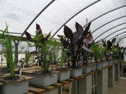 Canna can: Ornamental eliminates pollutants from stormwater runoff