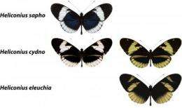 Caught in the act: Butterfly mate preference shows how 1 species can become 2