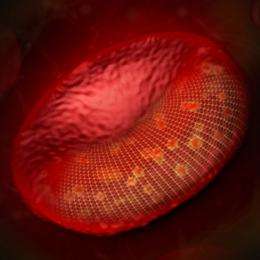 Chemical energy influences tiny vibrations of red blood cell membranes