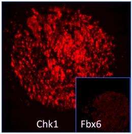 Chemotherapy resistance: Checkpoint protein provides armor against cancer drugs