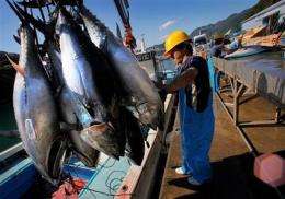 Chicken of the sea? Tuna farming getting a boost (AP)