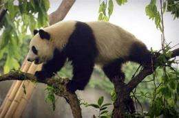 China's giant panda could be extinct in just 2-3 generations as rapid economic development is affecting its way of life