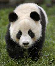 Chinese experts say there are only about 1,600 wild pandas in China
