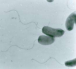 Cholera bacteria show adaptability to changing environments