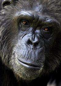 Close up of a chimpanzee