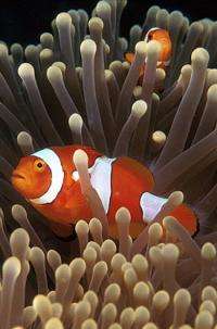 Clownfish provide clues to animal conflicts