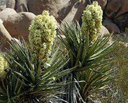 Colombian scientists have revved up a car to run off ethonal created from yucca plants