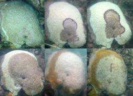 Coral bleaching increases chances of coral disease