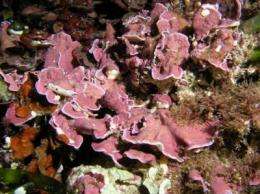 Coralline algae in the Mediterranean lost their tropical element between 5 and 7 million years ago
