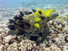 Coral reefs inspire rare consensus -- just save them