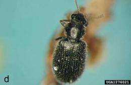 Cornell releases predator beetle to battle hemlock pest