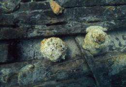 Could cannon balls from the early 19th century sink warships?