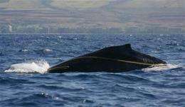 Crew plans to cut rope to free Hawaii whale (AP)