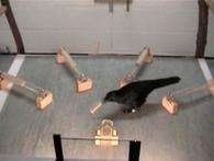 Crows can use 'up to three tools'
