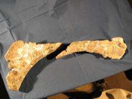 Crushed bones reveal literal dino stomping ground