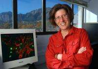 CU-Boulder Professor Unraveling Mystery of Treating Chronic Pain 
