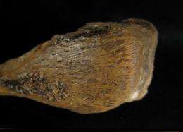 Cut marks on bone suggest burial rituals of Early Britons