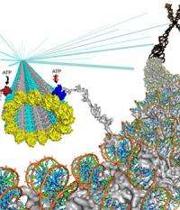 Dartmouth researchers find new protein function