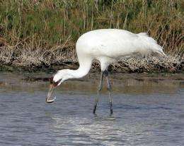 Death rate spikes among migrating whooping cranes (AP)