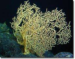 Deep sea corals may be oldest living marine organism