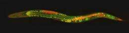 Discovery in worms points to more targeted cancer treatment