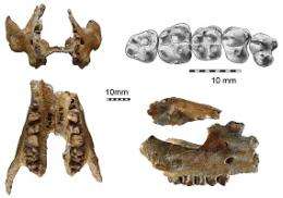Discovery of the oldest known elephants relative