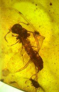 Diuscovery in amber reveals ancient biology of termites