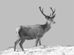 DNA analysis uncovers the prehistory of Norwegian red deer
