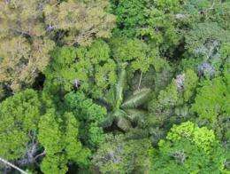 DNA 'barcode' for tropical trees