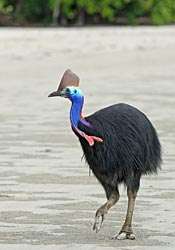 DNA in dung to reveal first true cassowary count