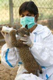 Doctor Astrid Vargas feeding a lynx cub at the captive breeding center