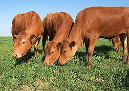 Doppler Ultrasound Helps Scientists Understand Fescue Toxicosis