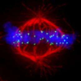 Double success for Instituto Gulbenkian de Ciencia scientists working on chromosome segregation