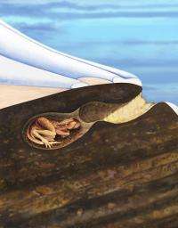 Down Under dinosaur burrow discovery provides climate change clues