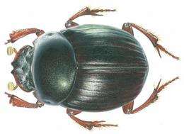 Dung beetle named after Darwin
